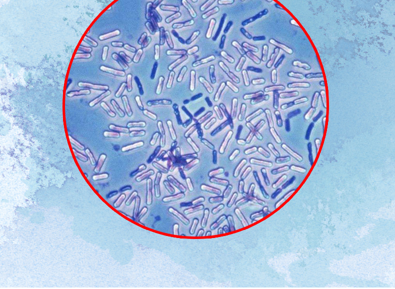 芽孢杆菌水产养殖鱼塘净水剂小龙虾蟹塘调水水质净化澄清枯草芽孢 em