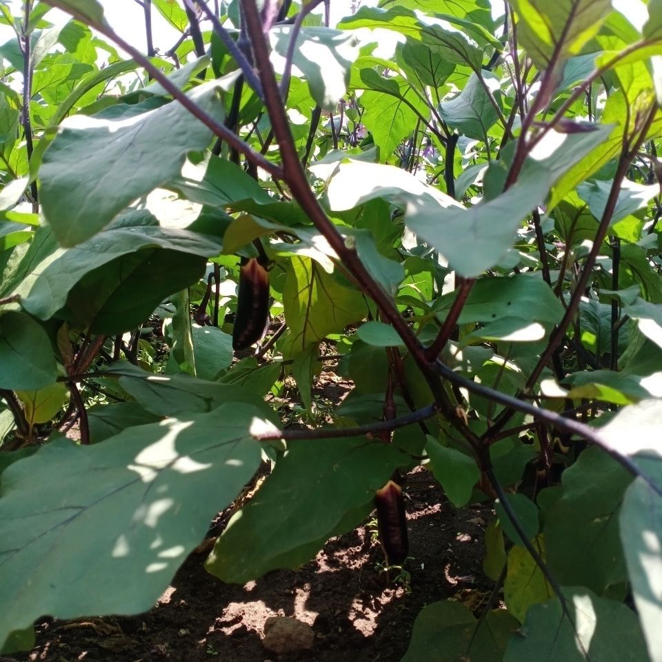 农户自种紫裤小紫茄子水果茄子健美菜系列精选1斤装