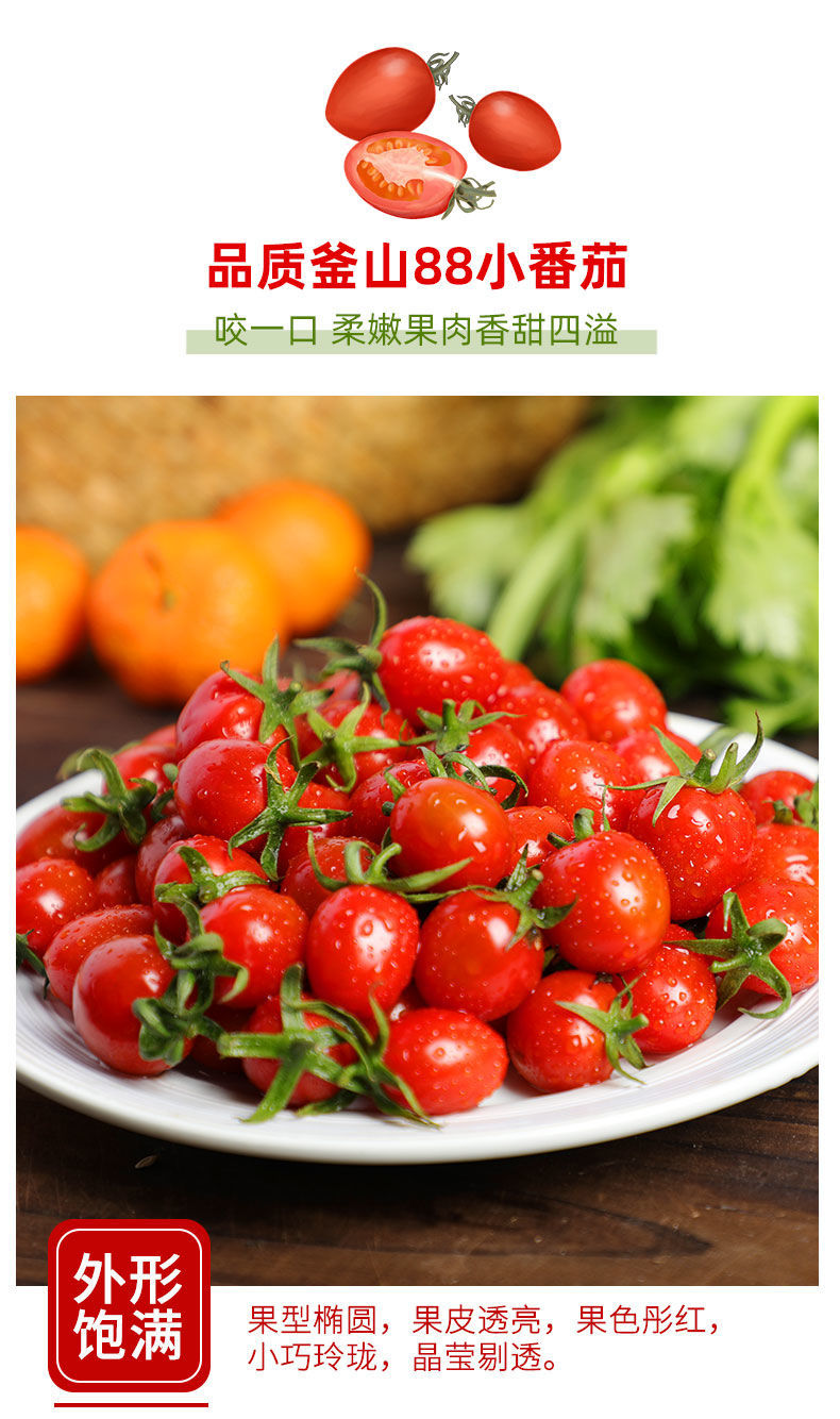(顺丰速运)釜山88圣女果 黄金圣女果 现摘千禧小番茄 新鲜孕妇水果