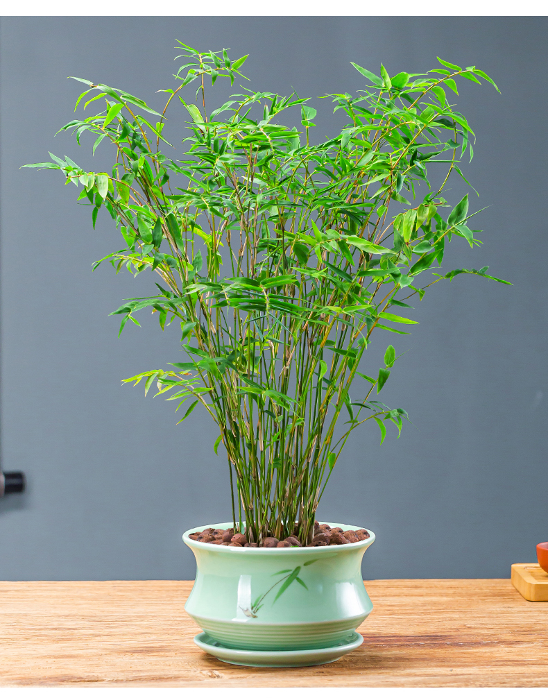 盆栽凤尾竹子苗盆景室内庭院四季常青绿植 原土米竹一盆(不含盆) 含盆