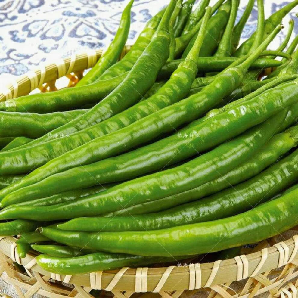 杭椒一号辣椒种子线椒种子早熟高产辣味中等农家菜园基地大面积种杭椒