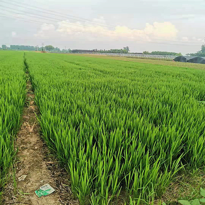 劲胜 高产香米2728南粳9108 58水稻粳稻旱稻种子郑旱10号杂交籼稻