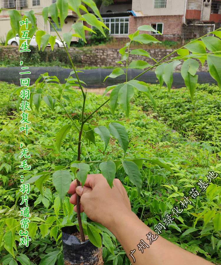 花姬正宗珍貴硬材紅木樹種廣西格木苗鬥登鳳庭院常綠名貴樹鐵木樹苗