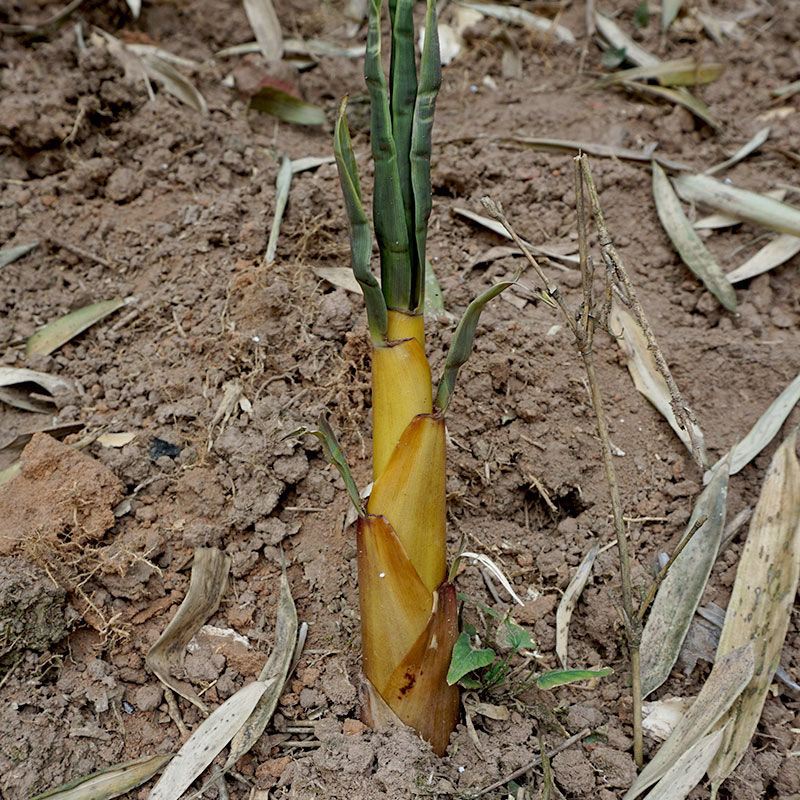 現發野生新鮮苦筍四川樂山甜竹筍春筍子苦竹筍嫩筍帶殼小筍7斤