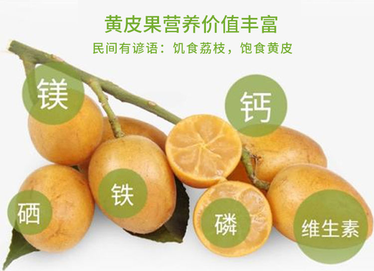 (顺丰空运多地隔日达)广东高州鸡心黄皮果 新鲜水果 现摘现发 孕妇