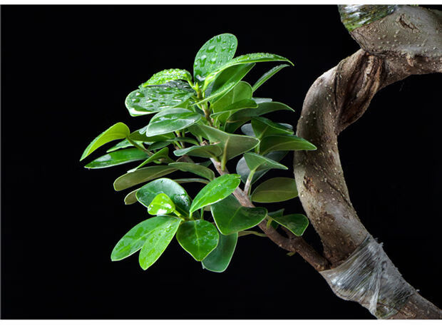 金钱榕榕树盆景老桩大型金钱榕树盆栽s型弯8字造型人参榕树苗室内外