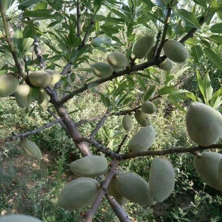 新鲜巴旦木湿巴旦木带青皮绿皮生巴旦木扁桃仁新鲜大杏仁5斤 5斤(软壳