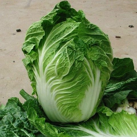 早熟5号大白菜种子 50天收获 蔬菜种子四季播种抗热抗寒 农民用种