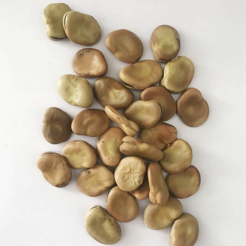 日本大白皮蚕豆种子白花大粒特大板胡豆种籽孑高产2020新日本大白皮