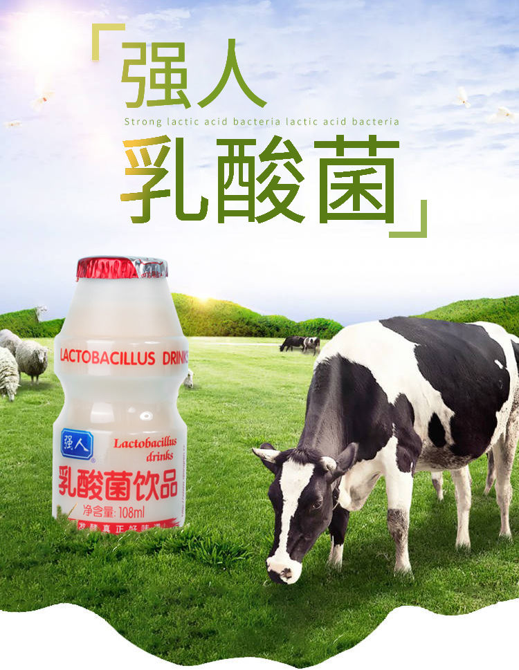 强人乳酸菌酸奶108ml1220瓶强人乳酸菌学生儿童早餐酸奶零食发整箱益