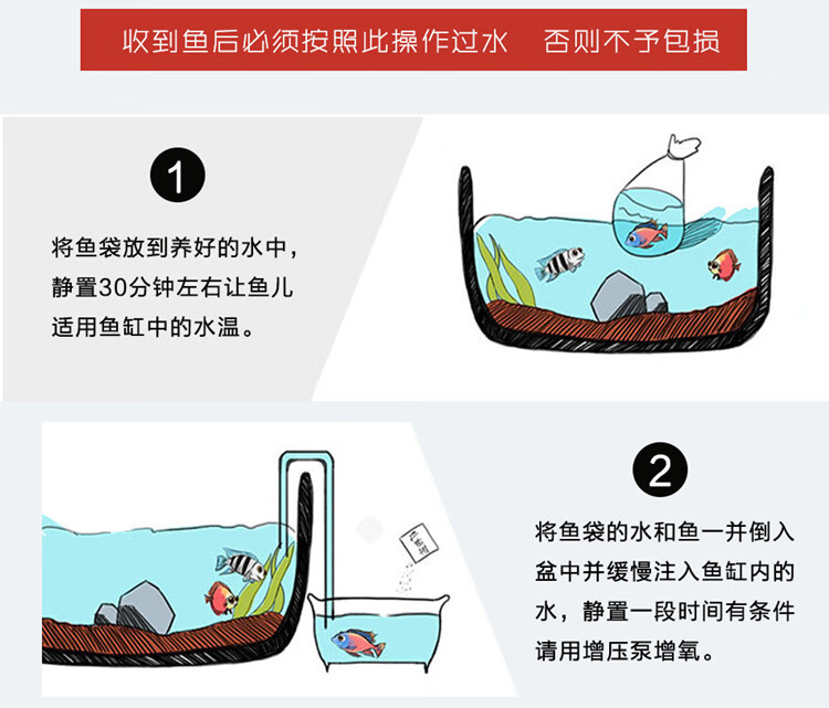 鳑鲏鱼繁殖全过程图片