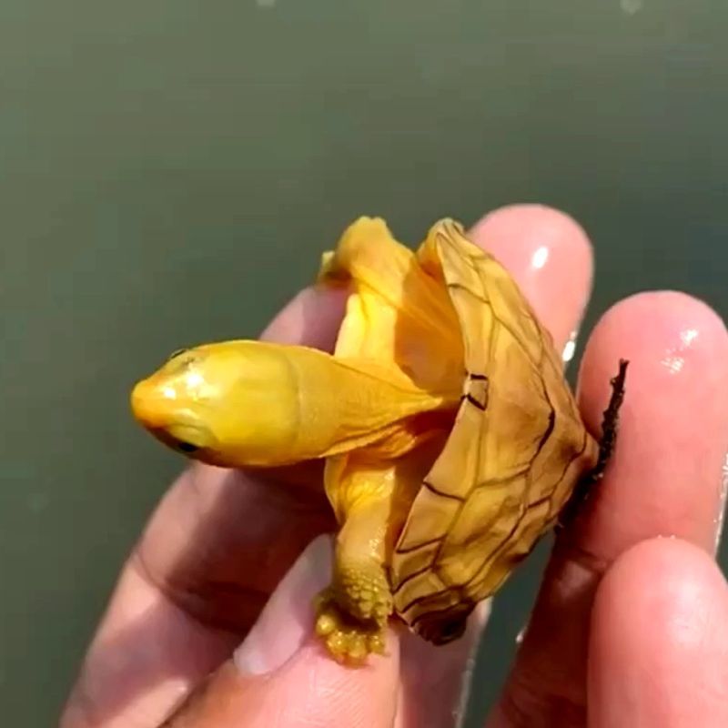 工匠头正宗金龟纯正皖南种三黄小青龟苗活体北种石金钱风水龟长寿龟粮