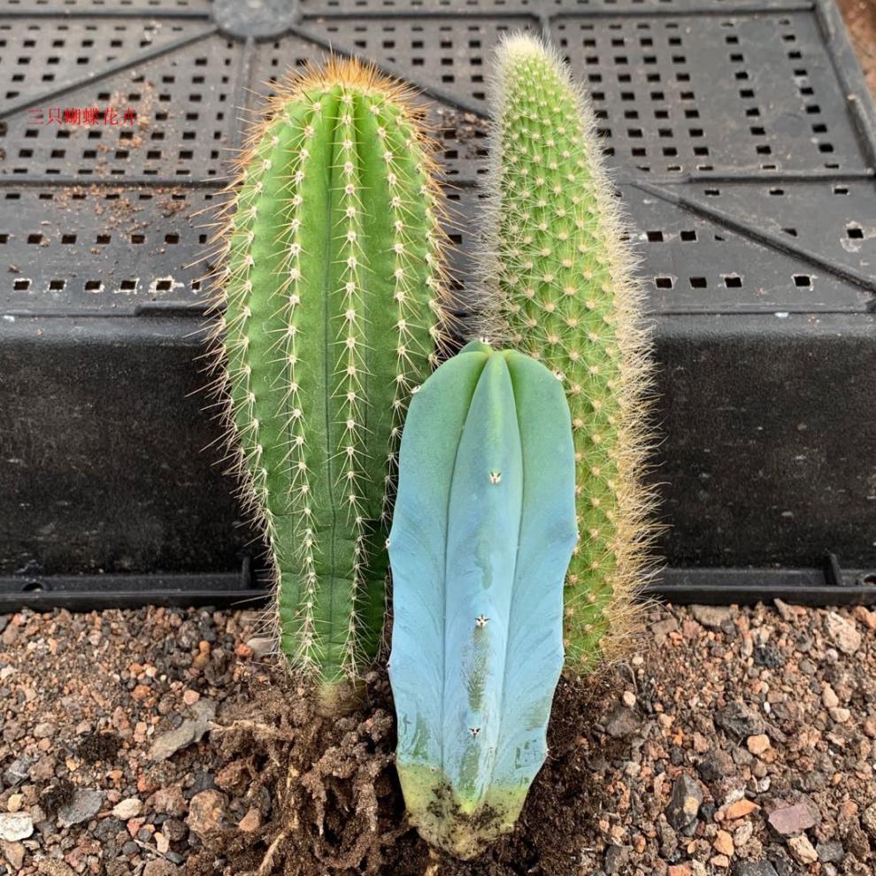 夏季好养仙人柱类植物套餐仙人掌科花卉多肉植物仙人球超大棵大凤龙高
