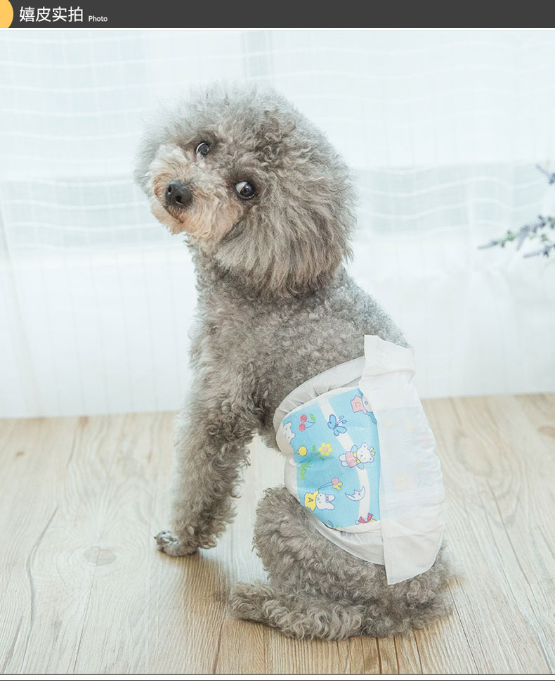公狗专用纸尿裤狗狗尿不湿泰迪小型宠物卫生生理礼貌带防交配乱尿狗狗