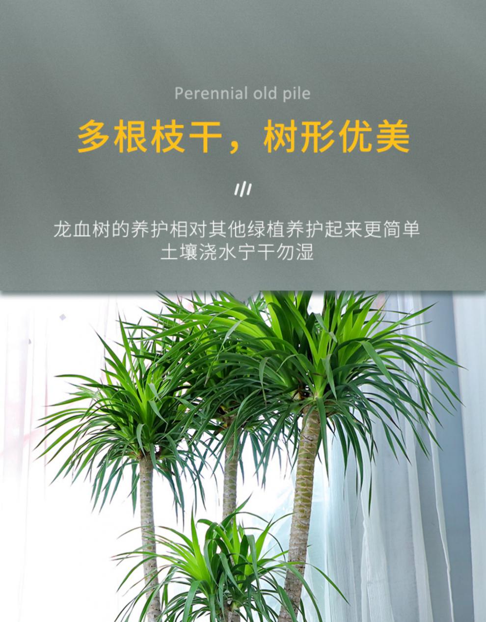 澜墨勿植老桩龙血树大型植物室内盆栽客厅绿植开业乔迁送礼多头龙须树