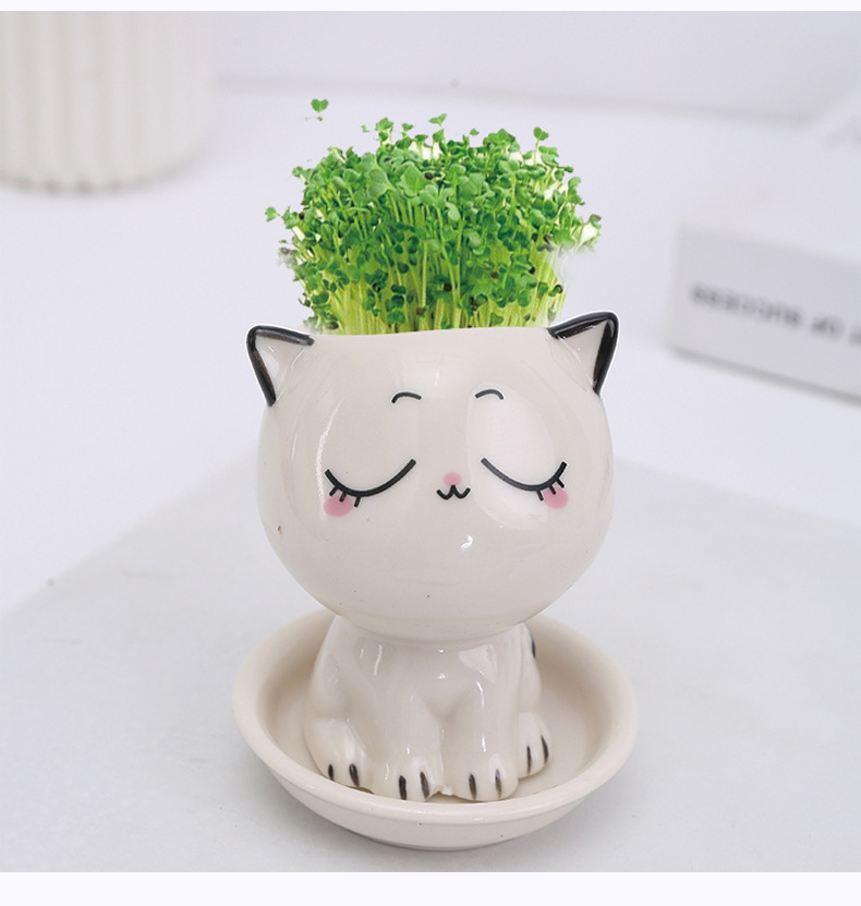 梓匠草头娃娃头上长草人小盆栽种植物浇水长头发迷你绿植儿童观察生长