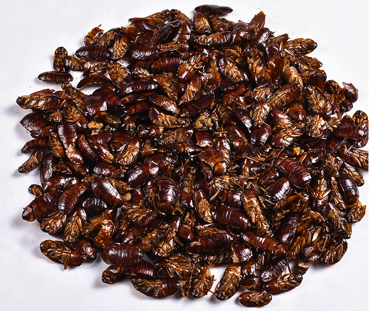 金龙鱼红龙鱼饲料银龙鱼饲料观赏鱼饲料龙鱼饲料大蠊干蟑螂干130克