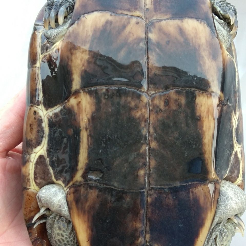 外塘食用老草龟煲汤超大巨观赏宠物黑花草龟7一8cm一只