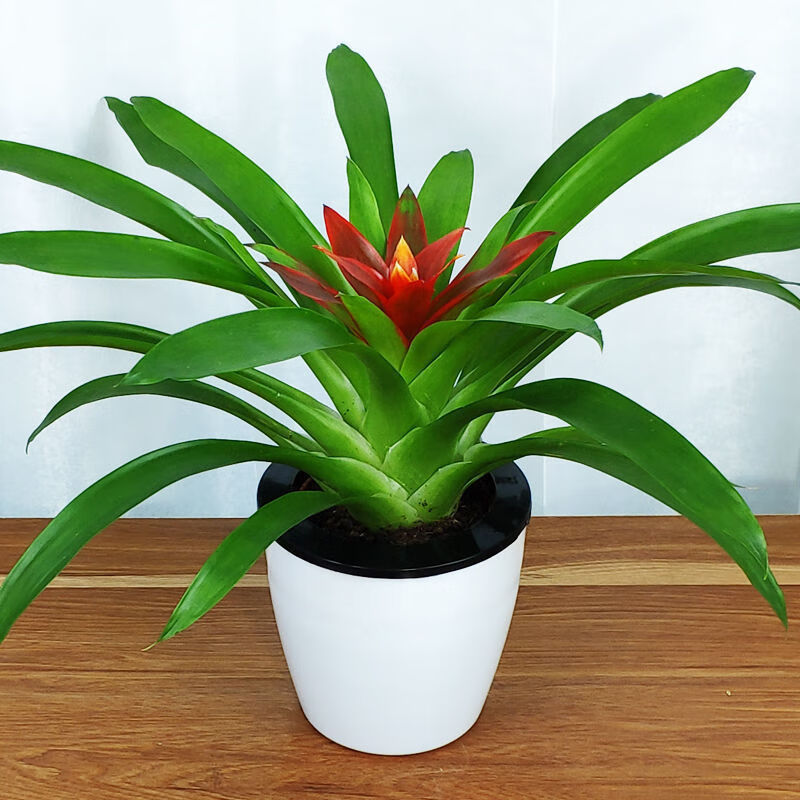 【精品绿植】鸿运当头盆栽室内客厅阳台花卉凤梨花植物盆景开花水培