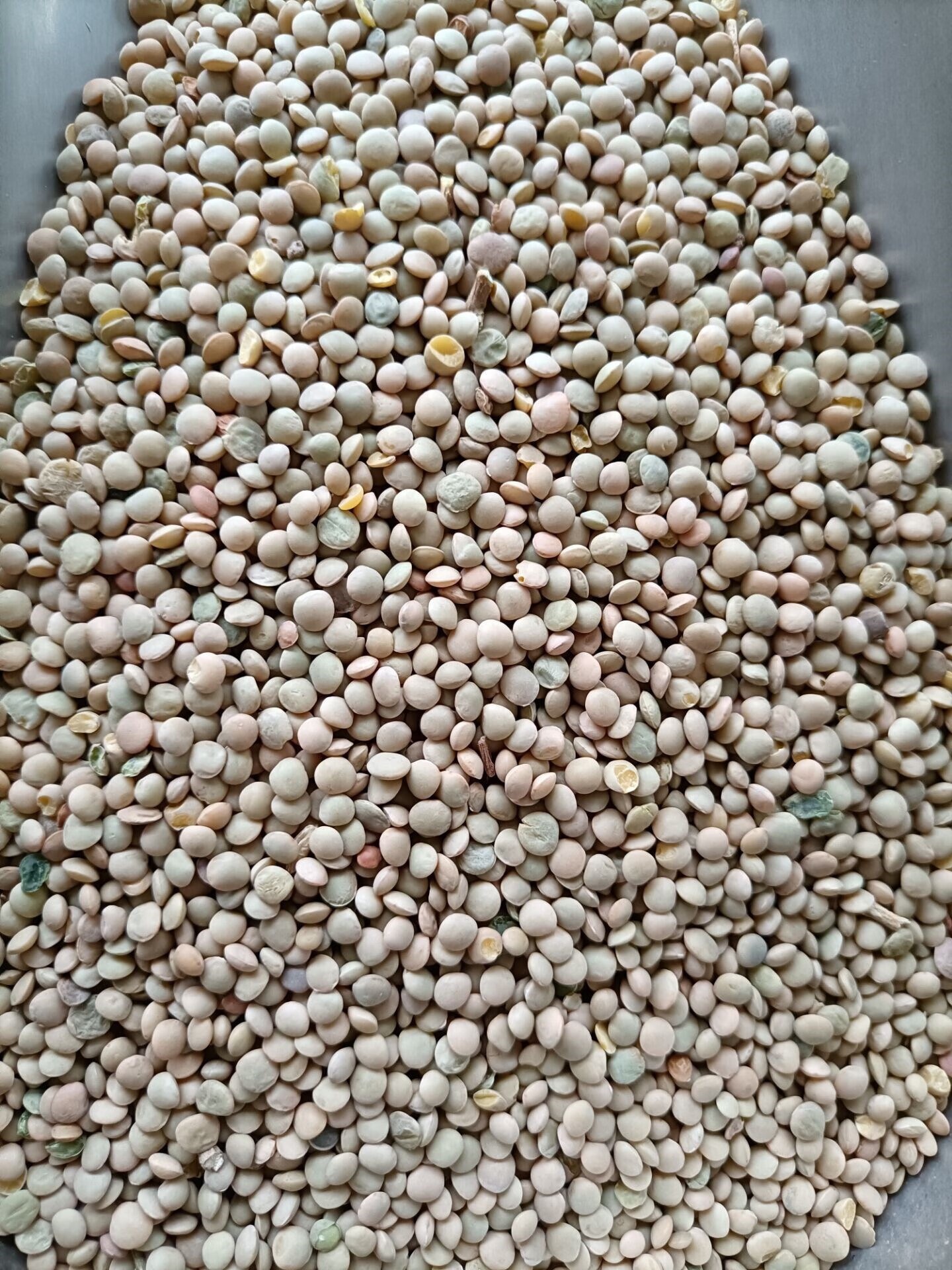 新货小扁豆5斤农家滨豆扁豆子胡豆杂粮小粒豌豆凉粉原料金豌豆 红色