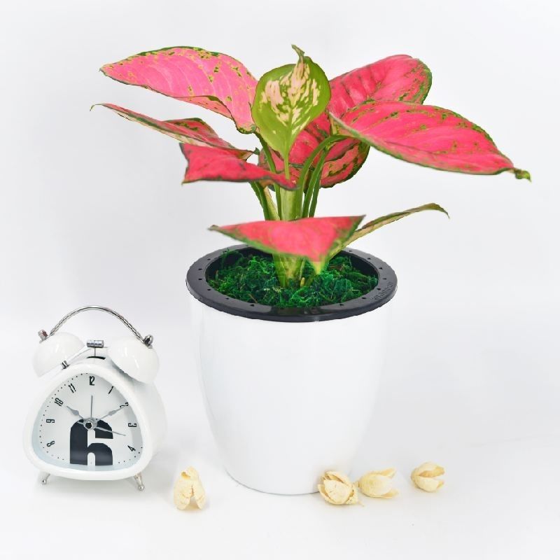 精选竹芋吉利红如意皇后万年青室内盆栽绿植室内好养客厅办公桌摆件