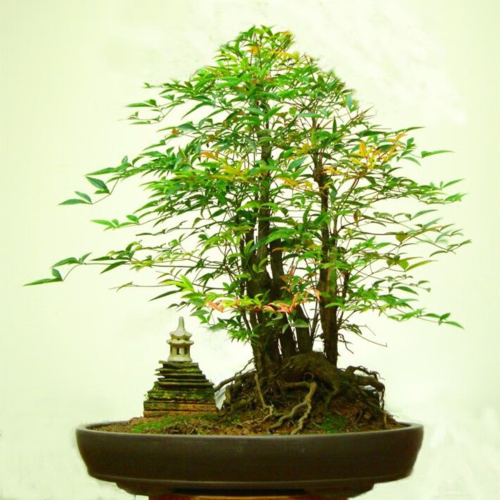 采缇 庭院观叶花卉 盆栽南天竹苗红叶南天竹盆景 红杷子红天竹 60