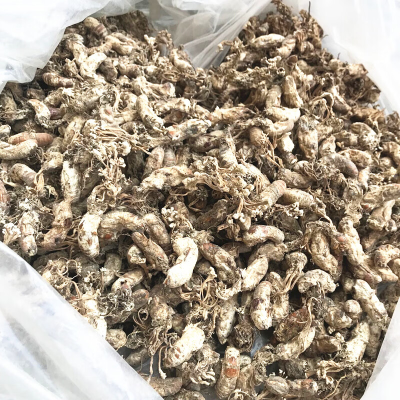 新货500克金蝉花干货虫草花金蚕花土蝉花知了花