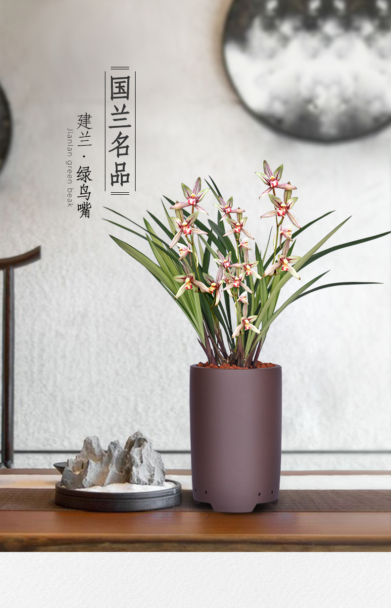 兰花盆栽建兰绿鸟嘴浓香观赏绿植花卉植物紫砂盆带盆种好绿鸟嘴11苗