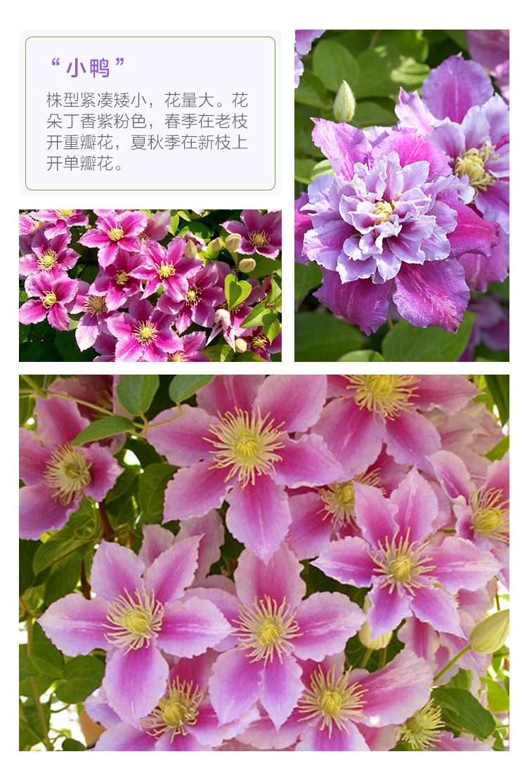 铁线莲长瓣蒙大拿切花型盆栽庭院阳台花园种植攀援爬藤花卉植物粉色