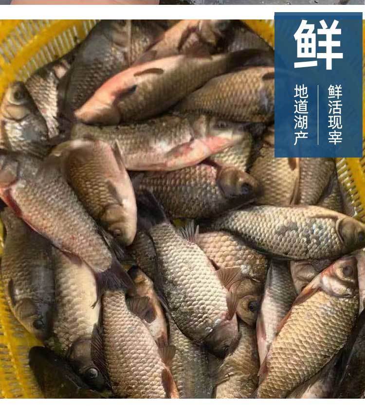 鲫鱼产妇发奶补身新鲜活鱼纯大土鲫鱼批发腾旺纳跃鲫鱼35条一斤5斤