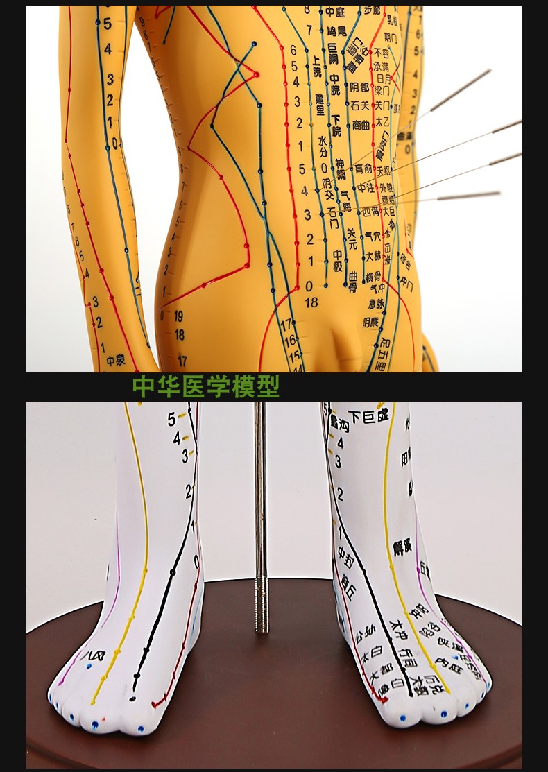 针灸人体各部位尺寸图图片