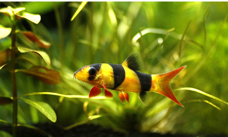 热带观赏鱼三间鼠鱼小丑泥鳅三间鼠清缸工具鱼活体宠物鱼底层鱼 三间