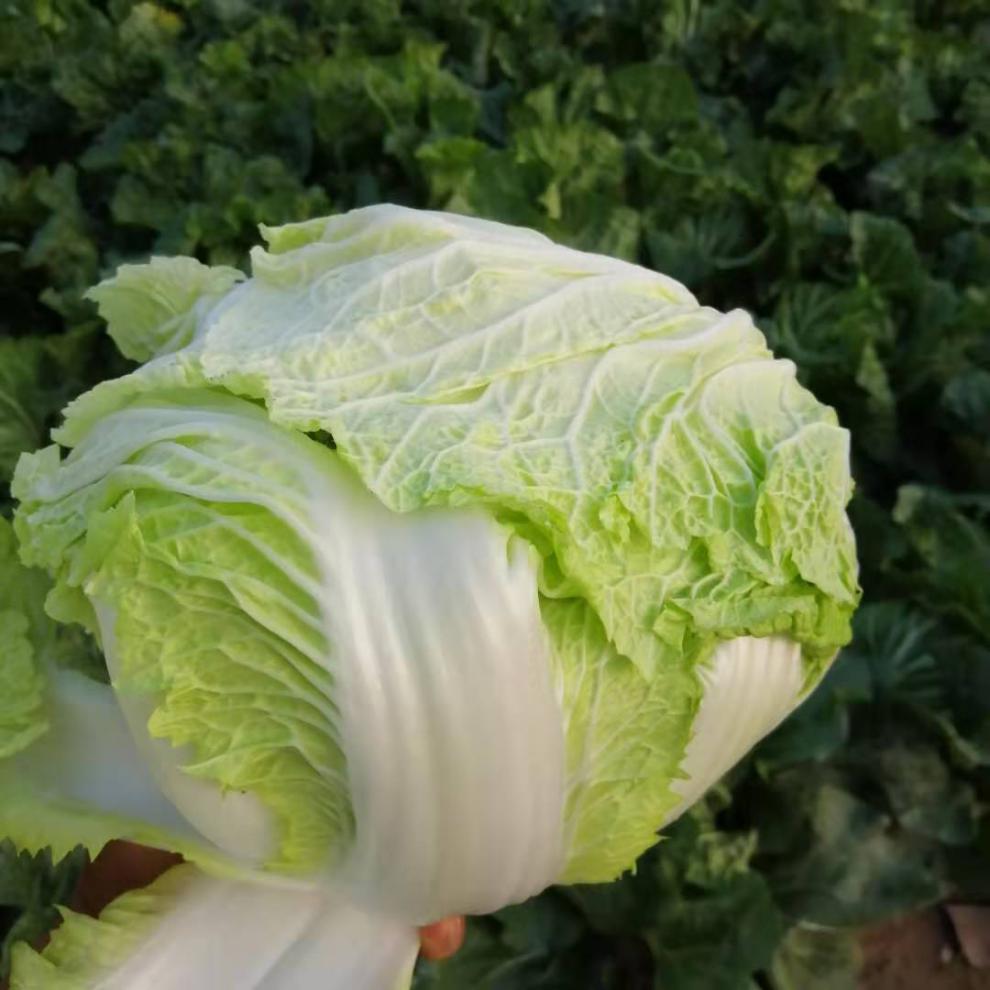 河南新鲜大白菜新鲜蔬菜农家自产鲜白菜整颗可做酸菜大白菜910斤口感