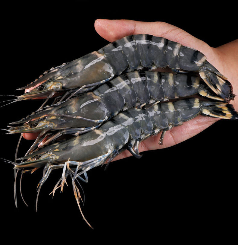 虎虾鲜活冷冻超大虎虾特大青岛大虾冻虾水产鲜活黑虎虾斑节虾3盒