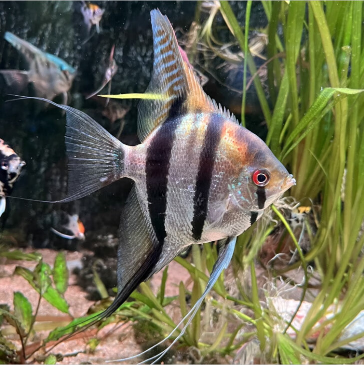 奢络弗 观赏鱼活体神仙鱼燕鱼密鲁云石埃及熊猫墨燕红魔鬼热带淡水鱼