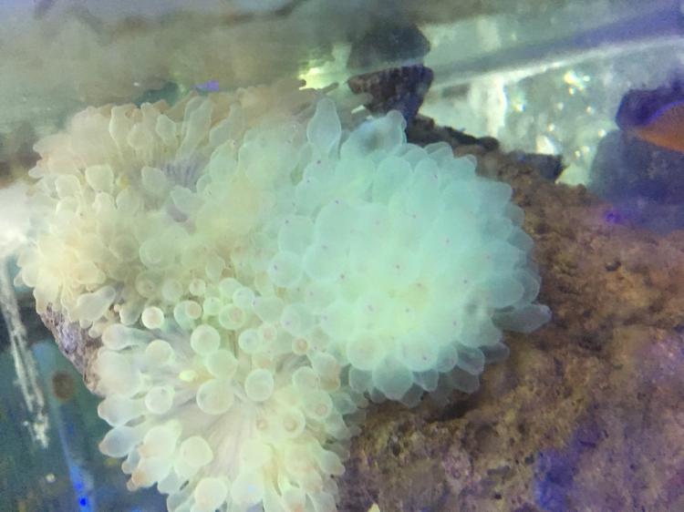 珊瑚活体活物海葵红奶嘴杯紫点白海葵公主荧光绿地毯小丑鱼公子家养