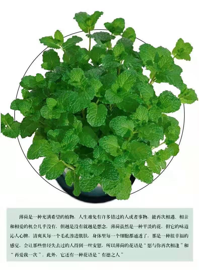薄荷盆栽可食用薄荷叶客厅阳台绿植室内花卉薄荷苗驱蚊草植物好养