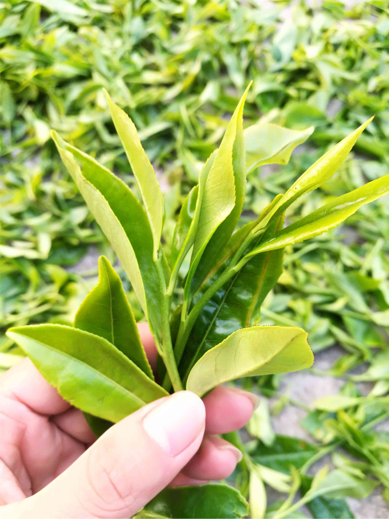 新茶兴宁单丛茶春茶高山茶乌龙茶叶茶浓香型简易装250克一袋