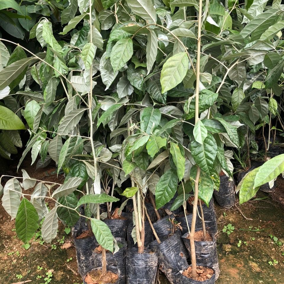 纯甜羊奶果苗德甜二号嫁接羊奶果树苗胡颓子苗可盆栽地栽庭院种植