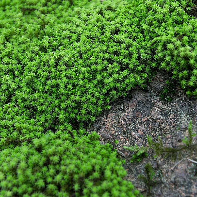 618活動朵朵蘚白髮蘚短絨蘚苔蘚批發鮮活苔蘚青苔花卉盆栽鋪面微景觀2