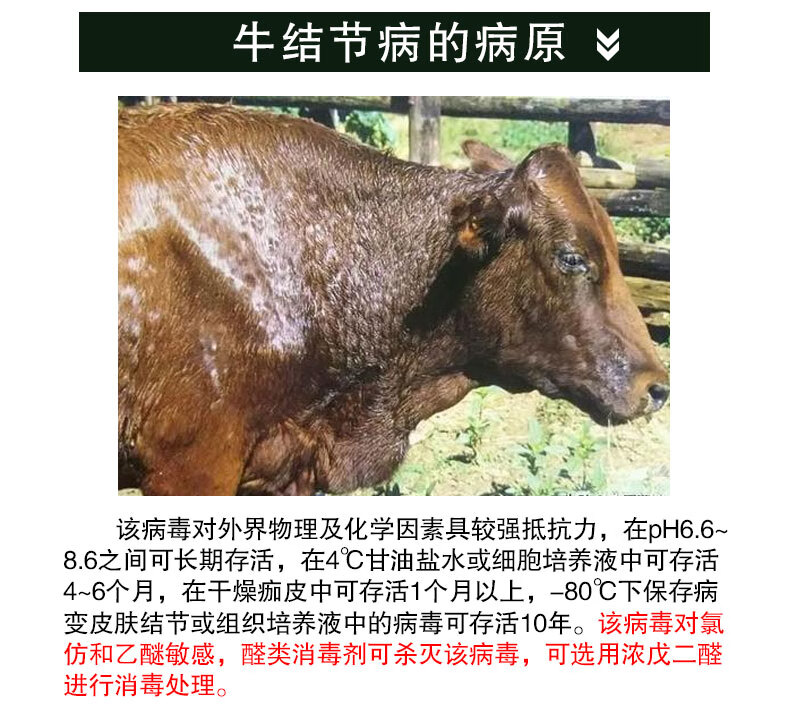 牛结节病药牛羊结节清灵结节疹病牛痘急救康皮肤病药牛结节病专治20