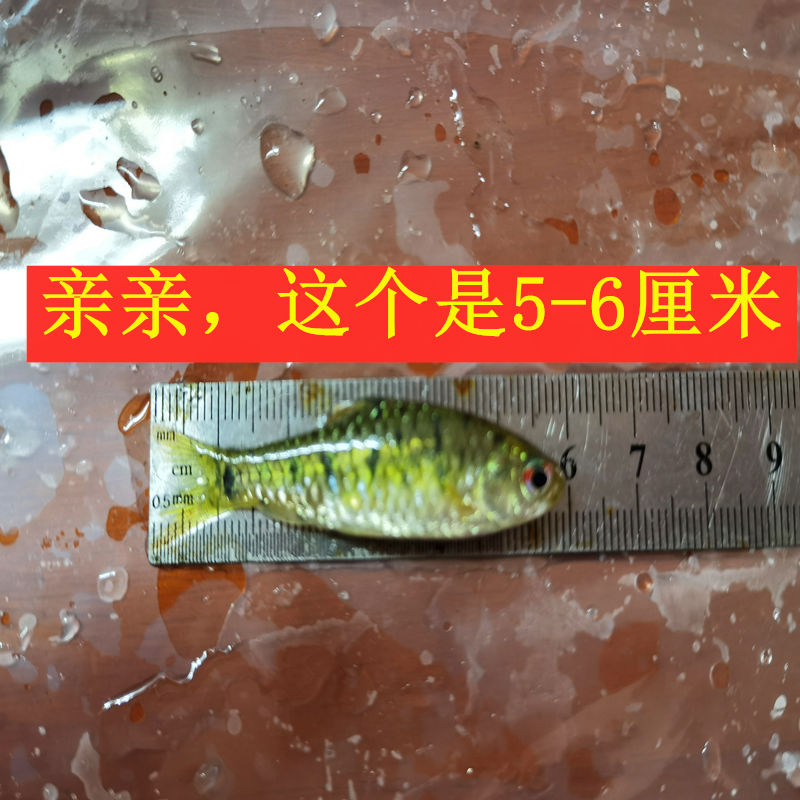 中國鬥魚伴侶條紋小䰾生紅眼 淡水觀賞魚 中國鬥魚伴侶 清澡魚 4-5cm