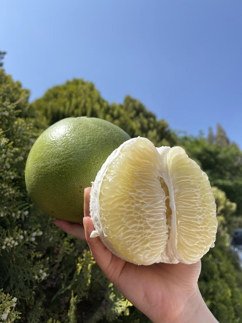 味蕾乐【新鲜直达】泰国青柚水嫩脆甜进口热带新鲜孕妇水果青皮白心小