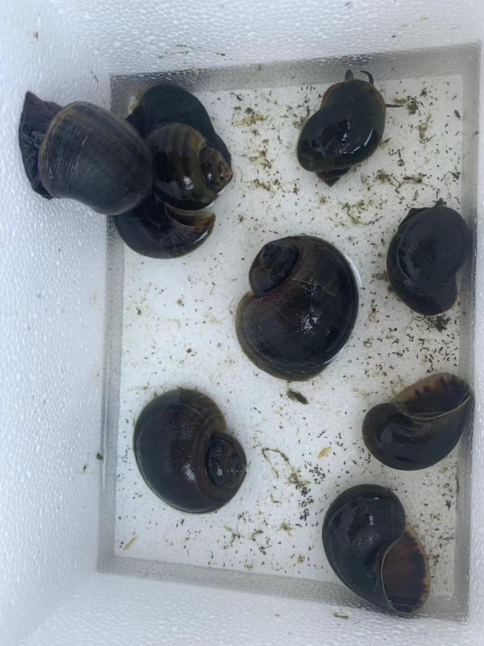 楠苑秋颖观赏螺活体大田螺锦鲤金鱼龙鱼缸吃粪便垃圾藻类淡水清洁螺