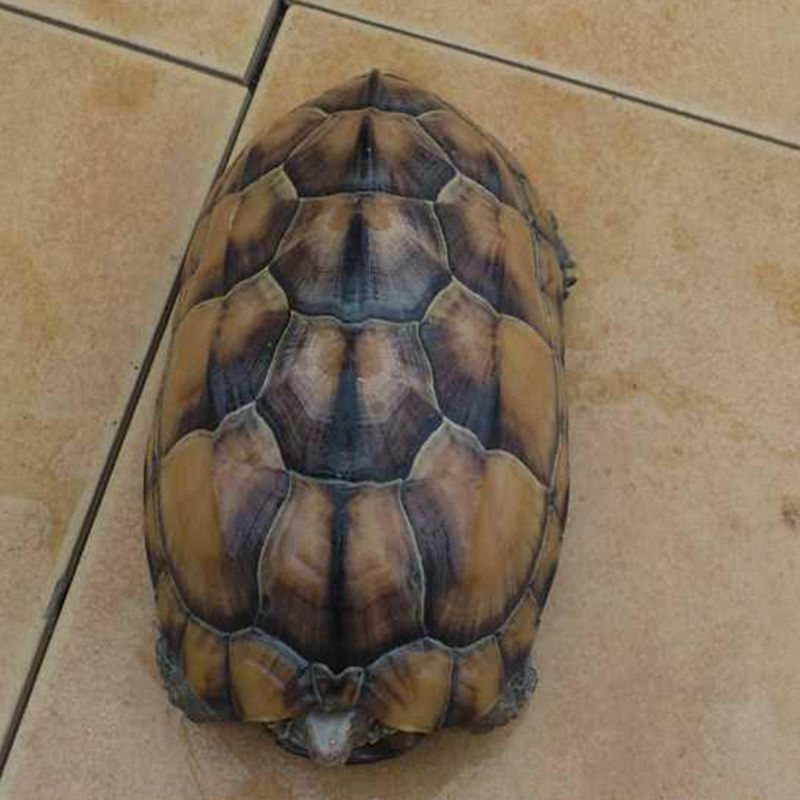 荣郁特大乌龟活体素食吃菜龟巨型宠物超大观赏龟活物中华草龟1213cm