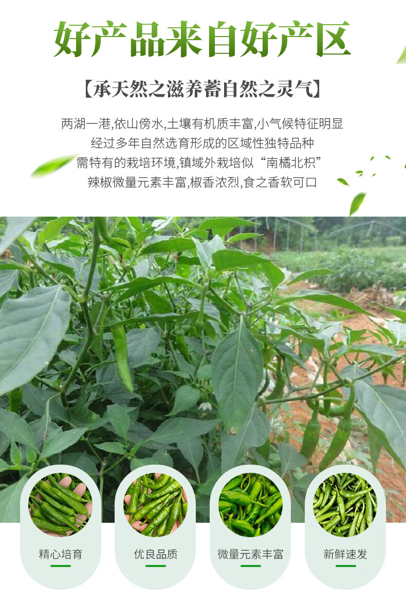 顺丰 湖南岳阳樟树辣椒港辣椒原种辣椒新鲜湘阴礼盒装 2斤【图片 价格
