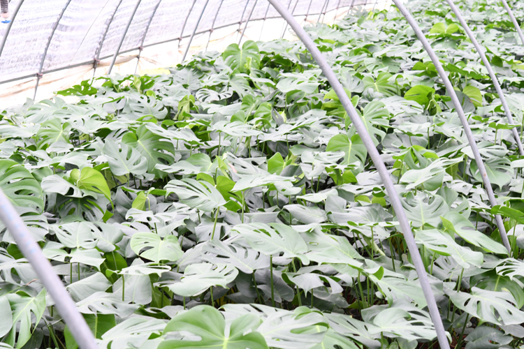 龟背竹/盆栽大小苗种子蓬莱蕉水培植物/客厅室内 老龟背1.