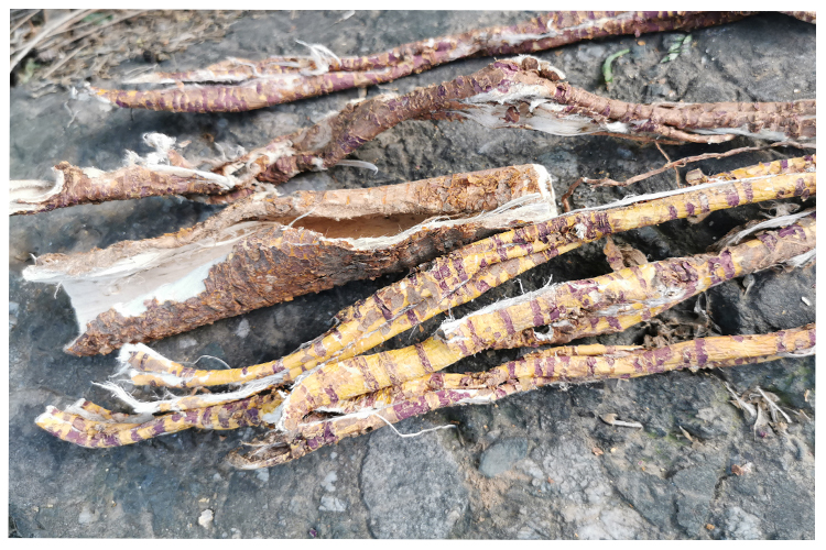 桑白皮500克秦岭野生桑树根皮老桑皮桑树皮桑树皮洗头去屑