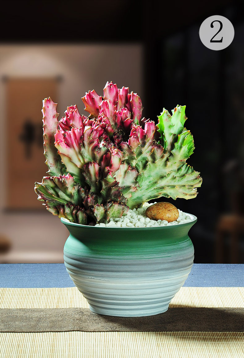 春峰彩麒麟仙人掌盆栽室内花卉多肉植物四季常青绿植 彩麒麟 翡翠820