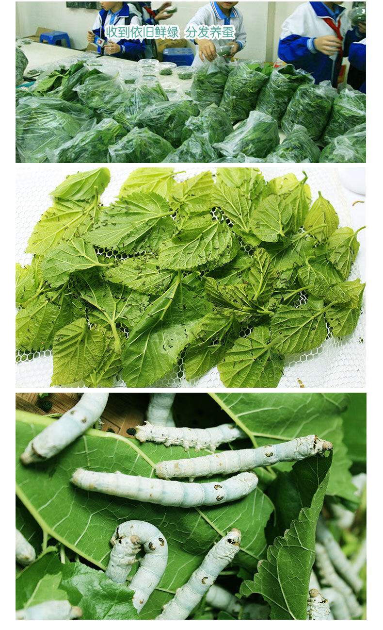 新鲜桑叶蚕宝宝鲜嫩小蚕大蚕养桑蚕食物现摘大桑树叶学生套装秋颖大